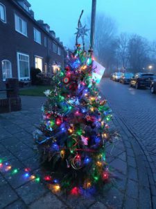 Kerstbomen in het wild